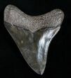 Colorful Megalodon Tooth - Great Serrations #8372-2